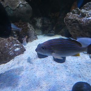 ID? - Adventure Aquarium