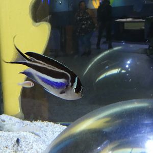 ID? - Adventure Aquarium