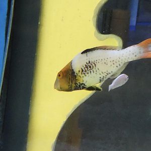 ID? - Adventure Aquarium