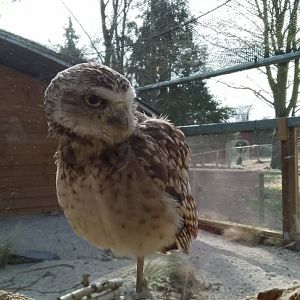 Burrowing Owl 090325