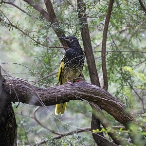 Regent honeyeate (Anthochaera phrygia)