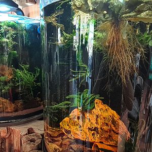 Four small new aquariums for relatively rare species