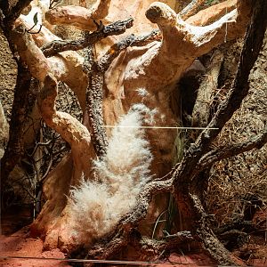 Standing's day gecko terrarium