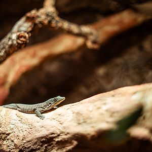 New Standing's day gecko