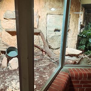 Ball python enclosure