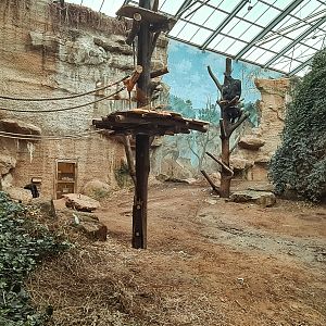 Indoor chimp enclosure with new climbing structures