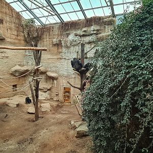 Indoor chimp enclosure with new climbing structures