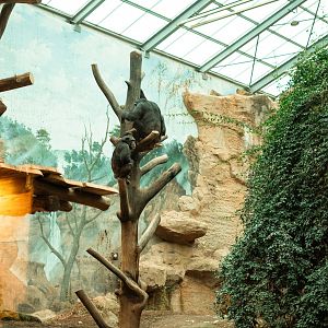 Indoor chimp enclosure with new climbing structures