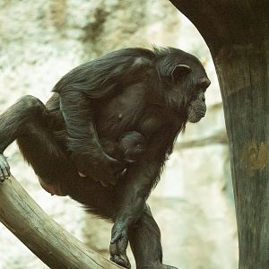 Chimp with newborn (Nov '24)