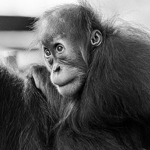 Wali, Sumatran orangutan (Pongo abelii)