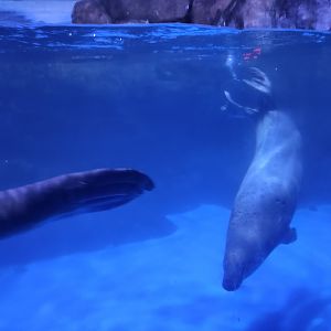 Gray seal (Halichoerus grypus)