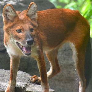 RFW Asia - Dhole (Cuon alpinus)