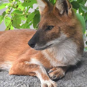 RFW Asia - Dhole (Cuon alpinus)