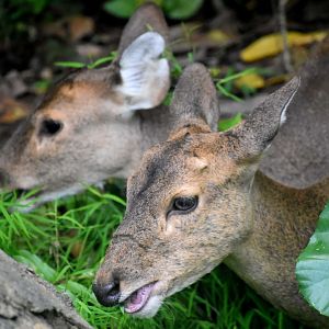 RFW Asia - Indian Hog Deer (Axis porcinus)