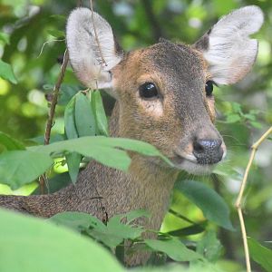 RFW Asia - Indian Hog Deer (Axis porcinus)