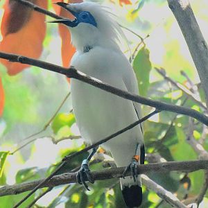 RFW Asia - Bali Myna (Leucopsar rothschildi)