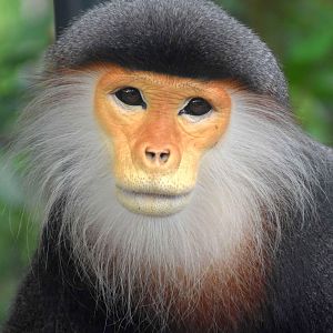 RFW Asia - Red-shanked Douc (Pygathrix nemaeus)