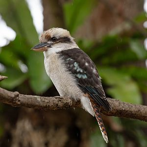 Kookaburra