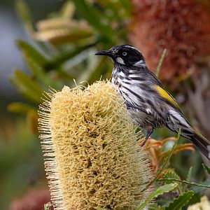 New Holland Honeyeater feeding on Wallum Banksia