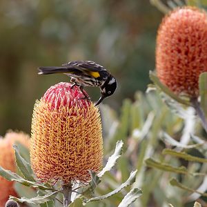 New Holland Honeyeater feeding on Firewood Banksia