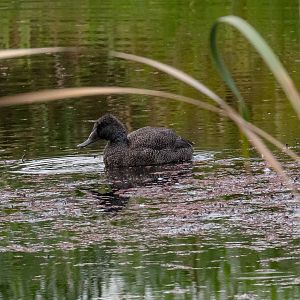 Freckled Duck