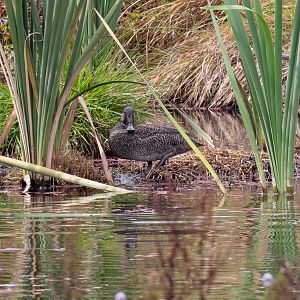 Freckled Duck