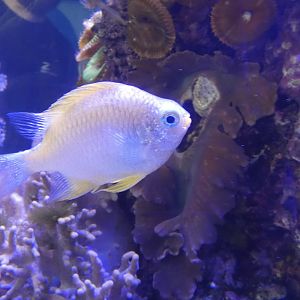 ID? - Adventure Aquarium