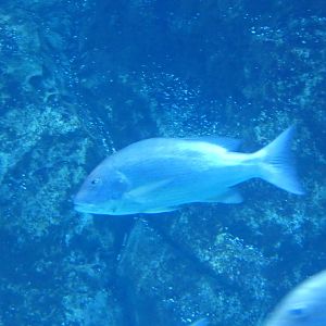 ID? - Adventure Aquarium