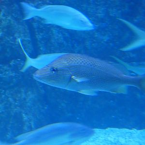 ID? - Adventure Aquarium