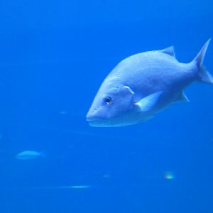 ID? - Adventure Aquarium