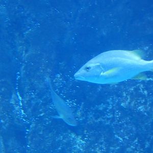 ID? - Adventure Aquarium