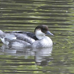 ID? - Prospect Park Zoo