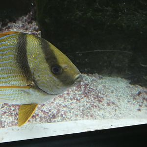 ID? - New York Aquarium