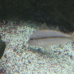 ID? - New York Aquarium