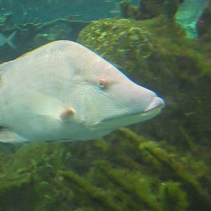 ID? - New York Aquarium