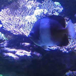 ID? - New York Aquarium