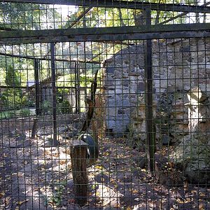 Nowy Tomysl Zoo - Olive Baboon (Papio anubis) enclosure