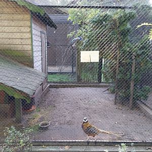 Nowy Tomysl Zoo - Reeve's Pheasant (Syrmaticus reevesi)