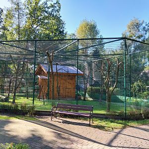 Nowy Tomysl Zoo - Ring-tailed Lemur (Lemur catta)