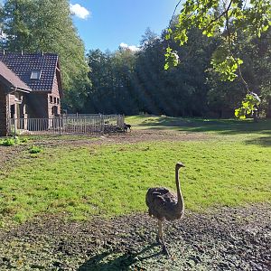 Nowy Tomysl Zoo - Common Ostrich