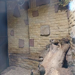 Nowy Tomysl Zoo - Degu (Octodon degus)