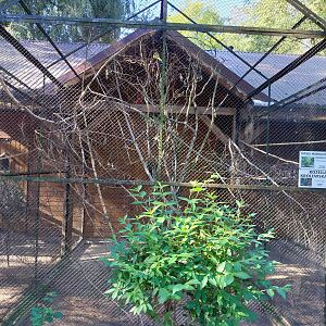 Nowy Tomysl Zoo - Parrots