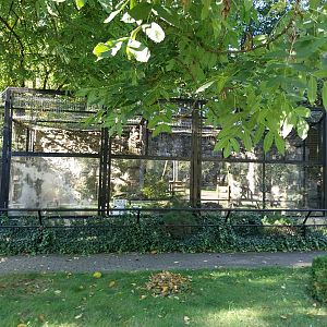 Nowy Tomysl Zoo - Olive Baboon (Papio anubis) enclosure