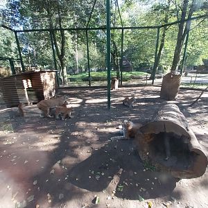 Nowy Tomysl Zoo - Northern Lynx (Lynx lynx lynx) enclosure