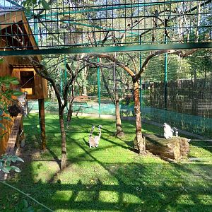 Nowy Tomysl Zoo - Ring-tailed Lemur (Lemur catta)