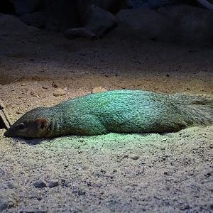Narrow-striped mongoose (Mungotictis decemlineata)