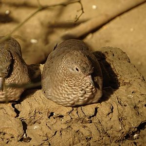 Common ground dove (Columbina passerina)