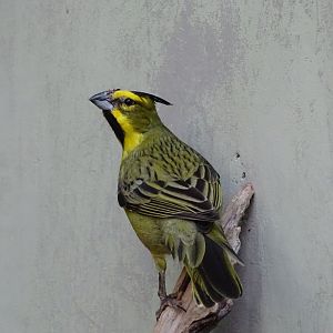 Yellow Cardinal (Gubernatrix cristata)