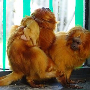 When 1 baby is not enough