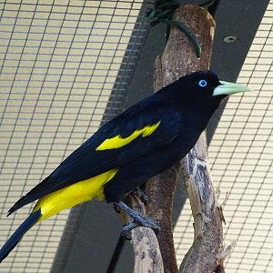 Yellow-rumped Cacique (Cacicus cela)
